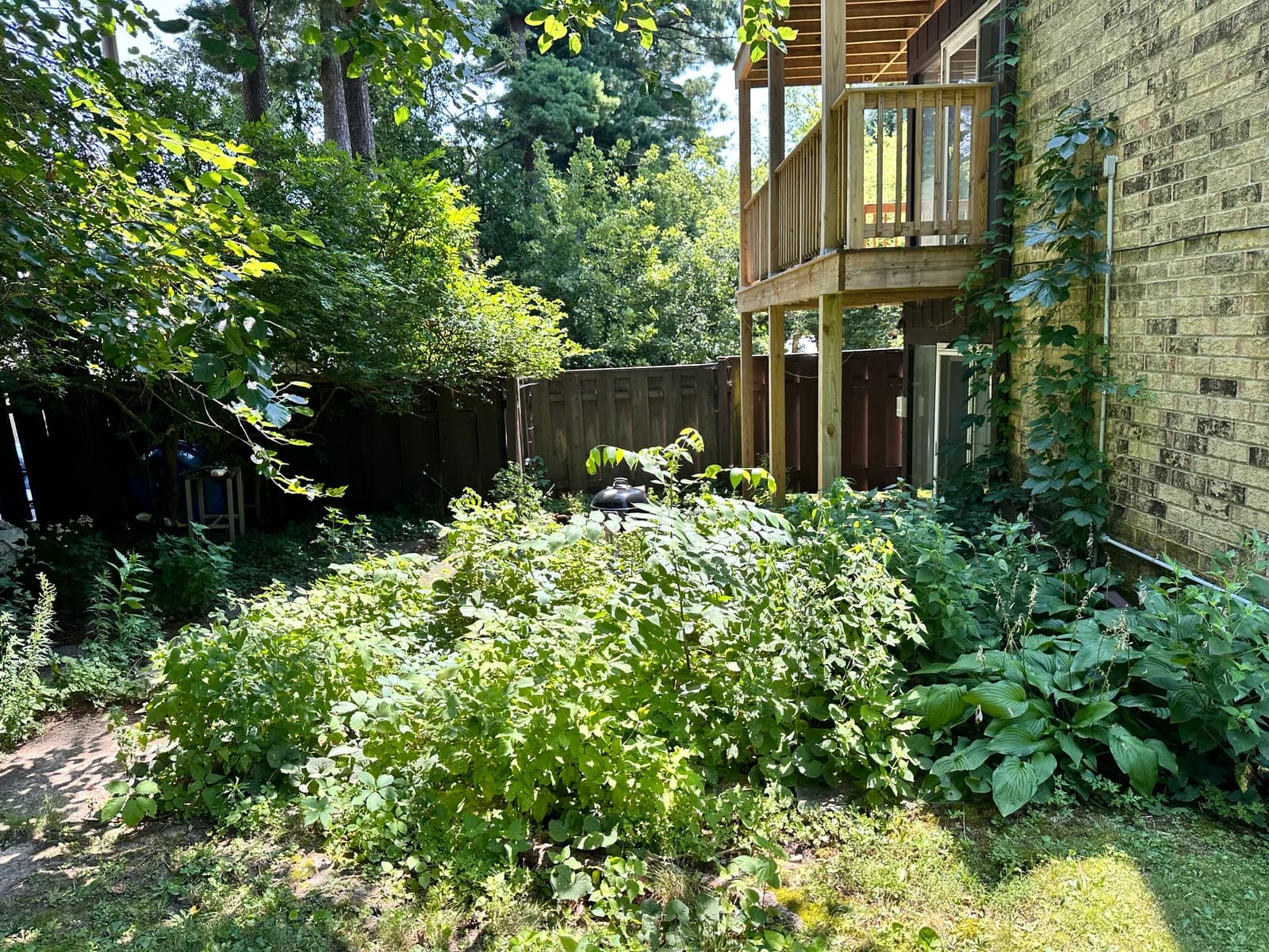 Overgrown backyard with weeds hiding the patio and walkway