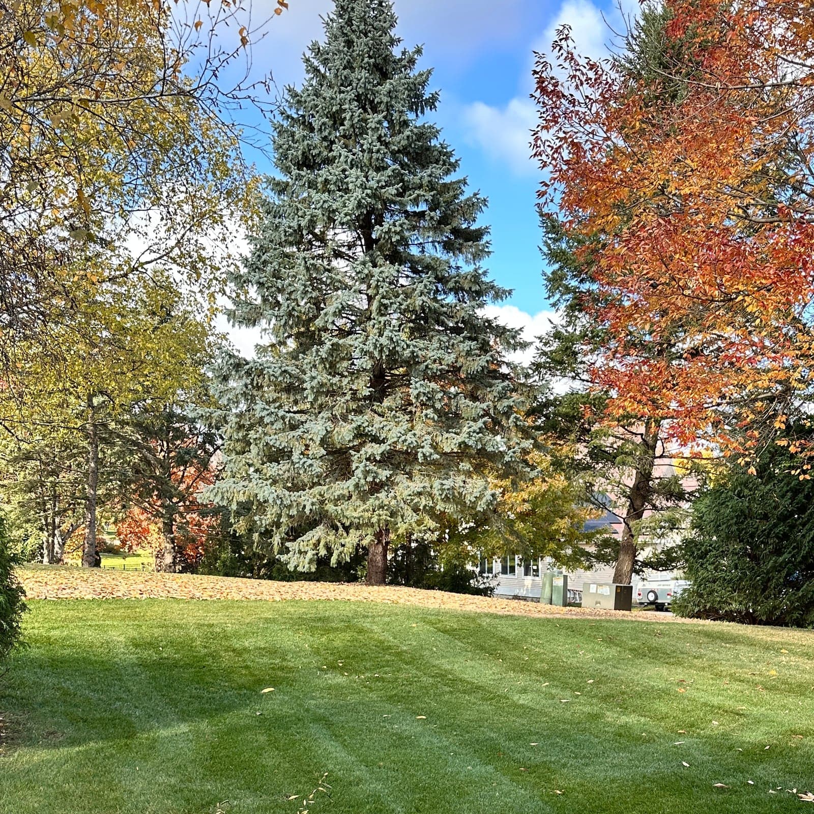 Leaf Removal service - Professional lawn care in Madison Wisconsin by TotalGuard
