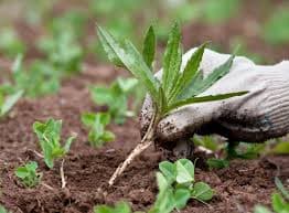 Weeding service - Professional lawn care in Madison Wisconsin by TotalGuard