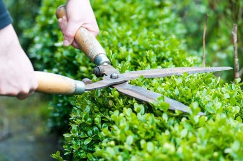 Bush Trimming & Pruning service in Madison WI