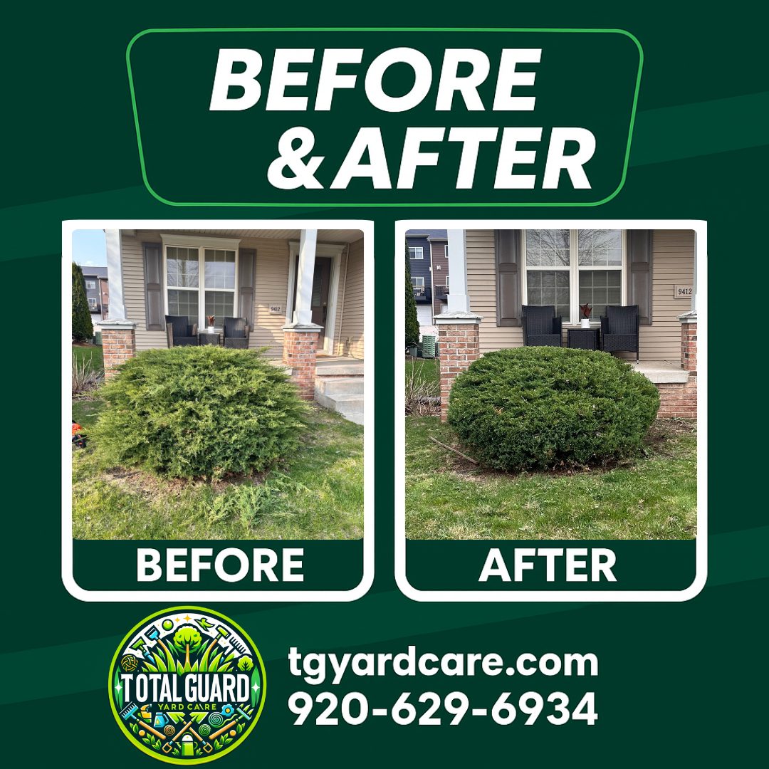 Pruning — Expert Pruning Before & After — TotalGuard Yard Care Madison WI